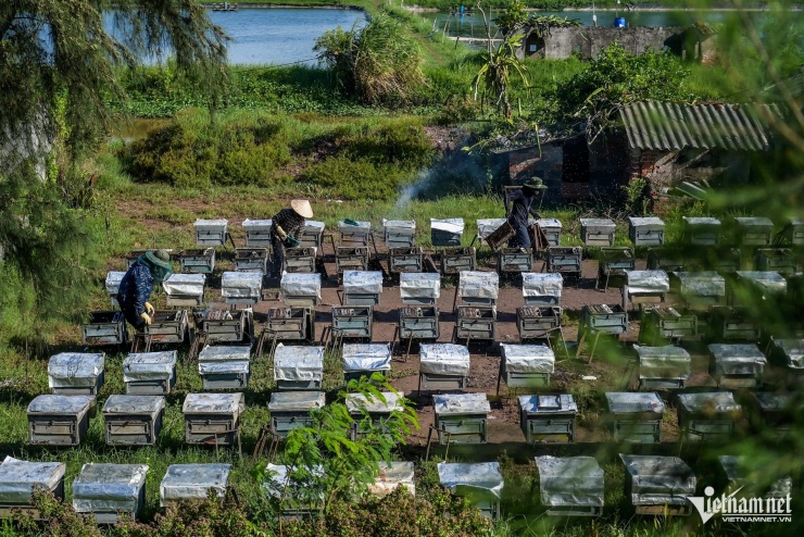 Săn 'mật của biển' ở Ninh Bình, người dân bỏ túi hàng trăm triệu mỗi vụ - 1
