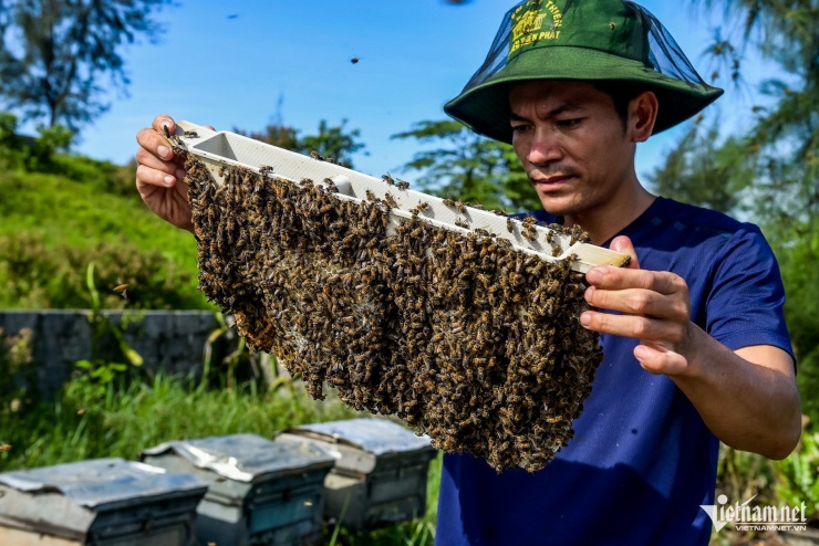 Anh Nguyễn Văn Tùng (trú tại xã Giao Hòa, tỉnh Ninh Bình) cho biết, mùa hoa sú, vẹt thường từ tháng 4 đến tháng 7 nhưng năm nay nở muộn nên sẽ kéo dài đến khoảng tháng 8. 