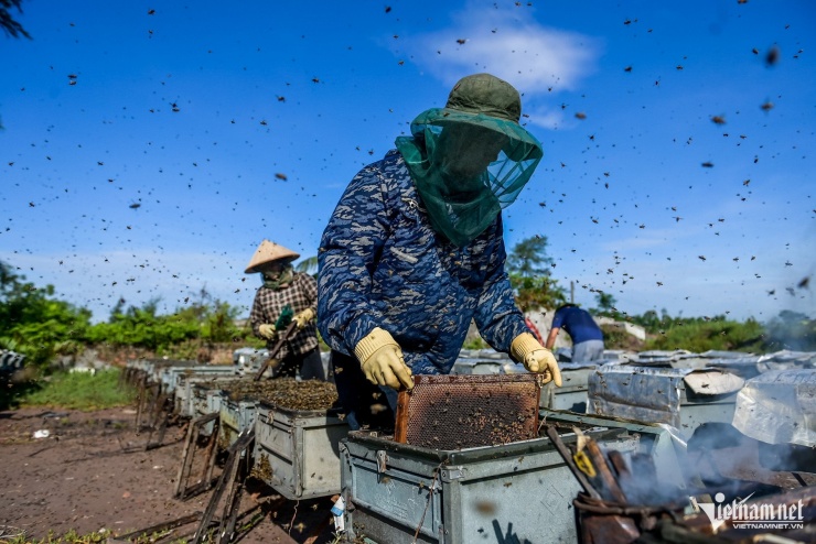 Phụ thuộc lớn vào thời tiết, nhưng nếu được mùa thì mỗi vụ, chủ ong có thể mang về doanh thu trên dưới nửa tỷ đồng tùy số lượng đàn ong.