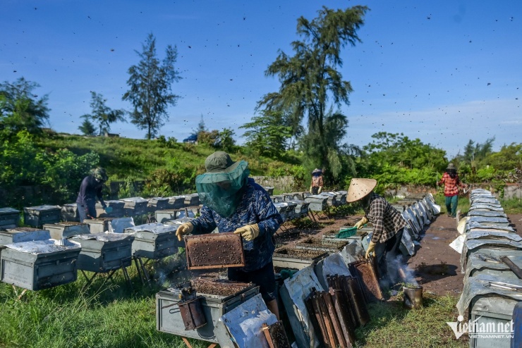 "Nuôi ong cũng như 'canh bạc'. Năm nào thời tiết thuận lợi, hoa nở rộ, tiết mật nhiều, đàn ong tha hồ hút mật thì năm đó thắng lớn. Còn năm nào nắng nóng kéo dài hoặc mưa nhiều, hoa nở ít, tiền bán mật không đủ chi phí thuê xe di chuyển đàn ong", anh Tùng nói.
