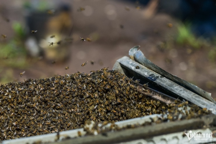 Để thu được mật, người nuôi ong phải chăm sóc tỉ mỉ và am hiểu tập tính của đàn ong. 