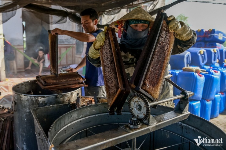 Săn 'mật của biển' ở Ninh Bình, người dân bỏ túi hàng trăm triệu mỗi vụ - 7