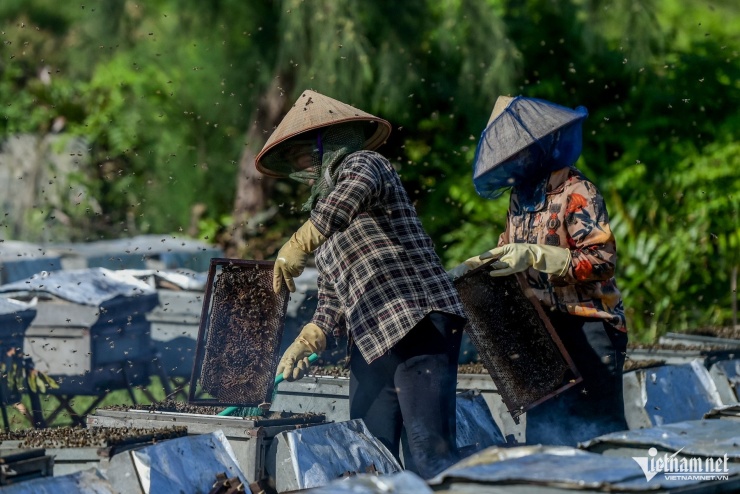 Săn 'mật của biển' ở Ninh Bình, người dân bỏ túi hàng trăm triệu mỗi vụ - 6