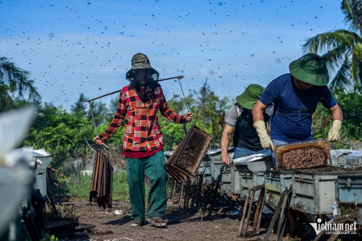 Cách vị trí đặt ong của gia đình anh Tùng khoảng hơn 1km, anh Nguyễn Văn Khánh (trú xã Giao Phúc, tỉnh Ninh Bình) cũng đưa khoảng 130 đàn ong về để khai thác mật hoa sú, vẹt. 