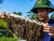 Săn 'mật của biển' ở Ninh Bình, người dân bỏ túi hàng trăm triệu mỗi vụ