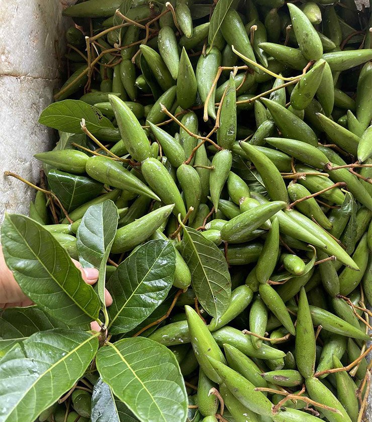 Khoảng từ tháng 6 đến tháng 10 hàng năm là mùa quả sừng trâu chín rộ.
