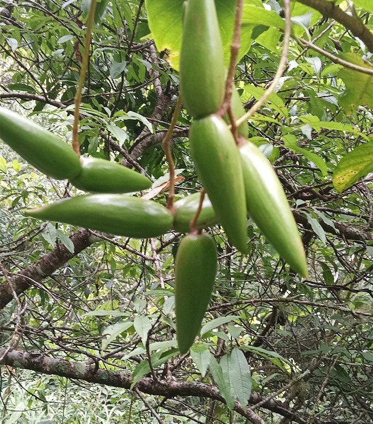 Thời điểm này, bà con vùng cao rủ nhau đi hái về bán ở chợ quê hay bán cho thương lái để vận chuyển đi các tỉnh thành.

