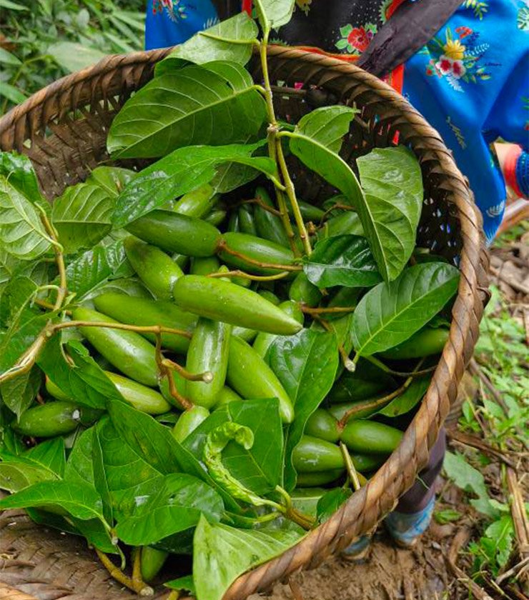 Trên chợ mạng, vài năm gần đây, có nhiều địa chỉ rao bán một loại quả rừng nghe tên rất lạ tai, đó là quả sừng trâu.&nbsp;
