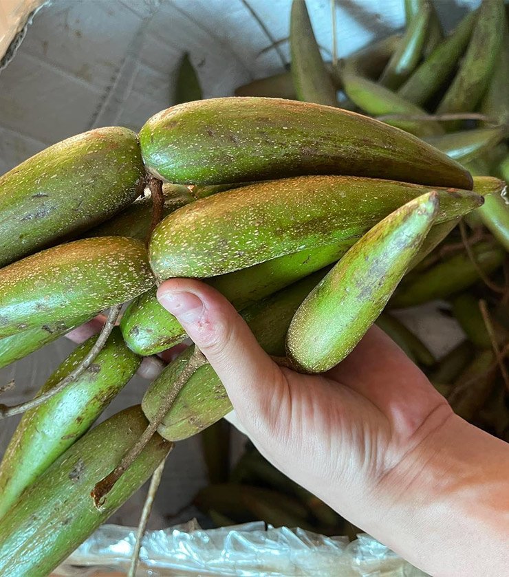 Quả này có hình dáng độc đáo, thon dài và nhọn hoắt ở hai đầu giống như cặp sừng.
