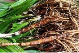 Rễ cây hoang mọc bờ rào, nay bán nửa triệu đồng/kg