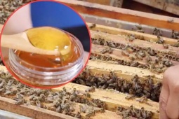 U40 bỏ phố về quê chế  mật ong thuốc , doanh thu tiền tỷ mỗi năm