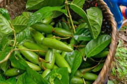 Quả mọc dại trên rừng hoá  " mỏ tiền " , thành đặc sản mùa hè được ưa chuộng, dân rủ nhau đi hái về bán