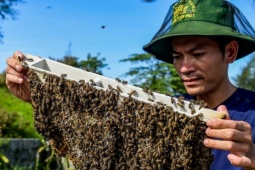 Săn  ' mật của biển '  ở Ninh Bình, người dân bỏ túi hàng trăm triệu mỗi vụ