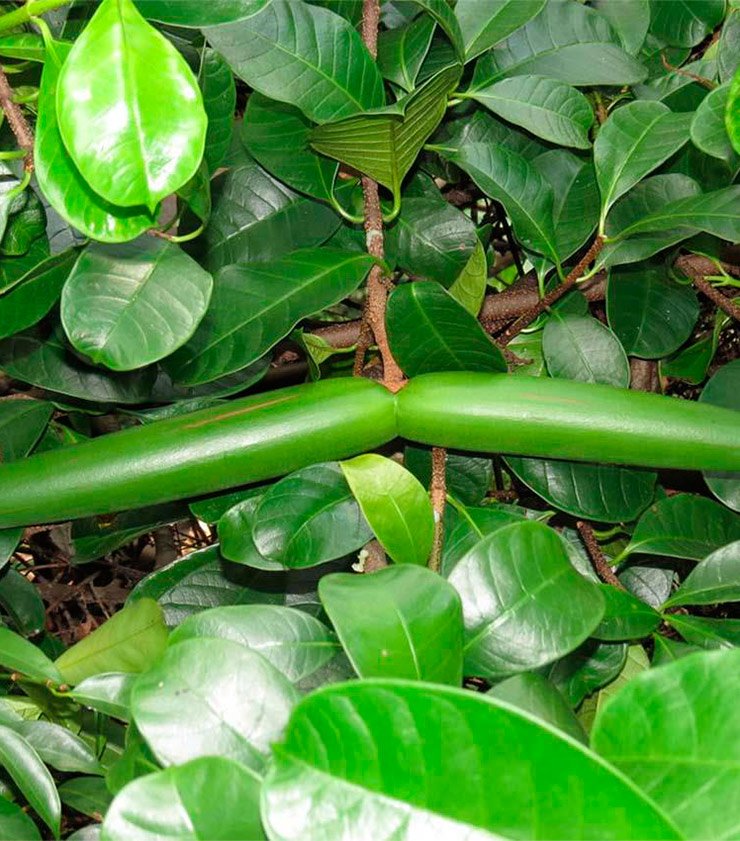 Quả mọc thành từng cặp, dính nhau ở phần gốc và chĩa ra hai bên.
