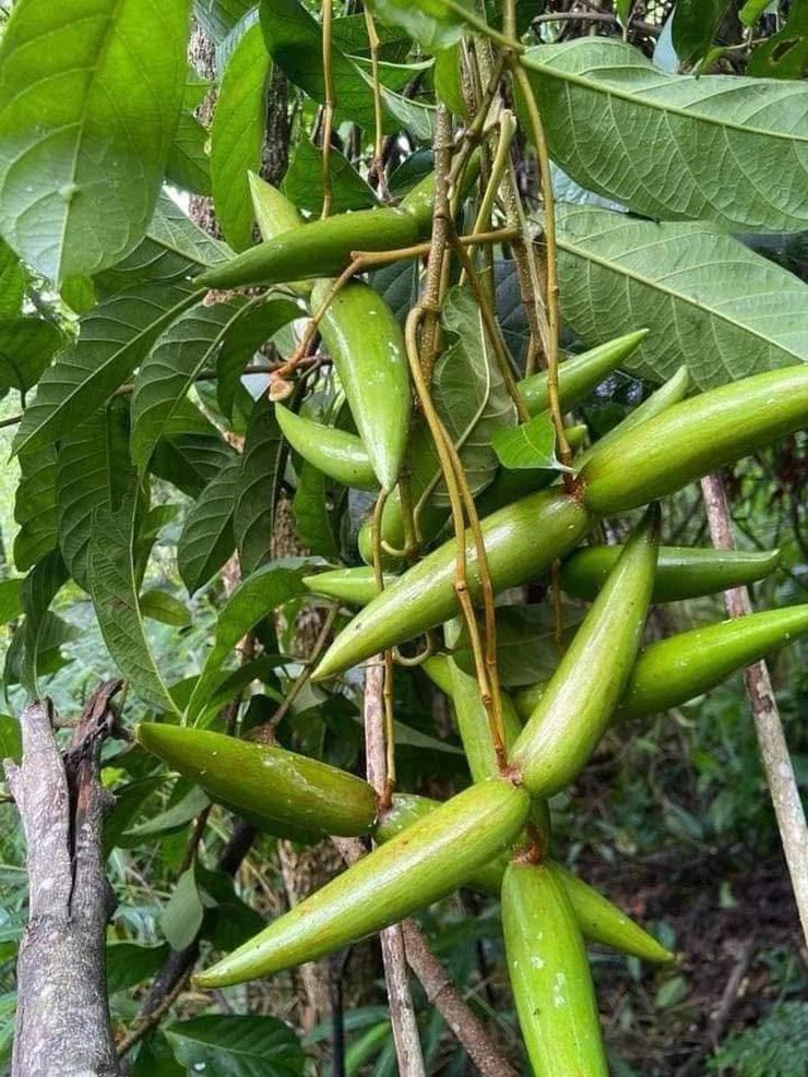 Cây sừng trâu còn có tên gọi khác là sừng dê, tên khoa học là Strophanthus divaricatus, thuộc họ trúc đào.&nbsp;

