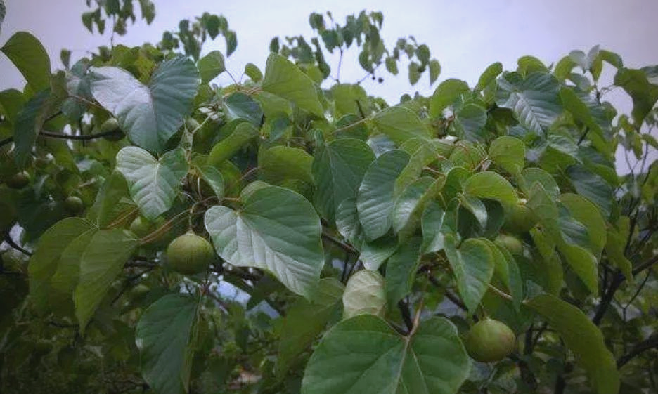 Cây dại trên núi bỗng hóa “lộc trời”, hái bán đếm tiền không kịp - 1