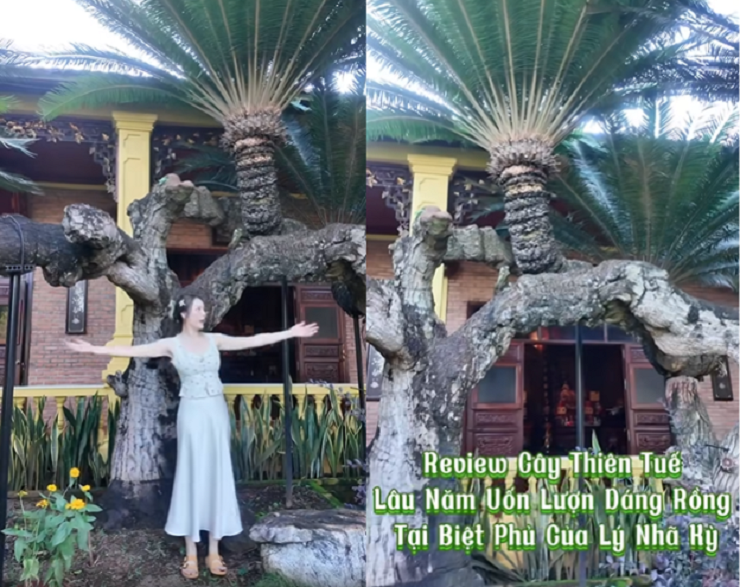Lý Nhã Kỳ khoe cây thiên tuế lập kỷ lục Việt Nam trong căn biệt phủ rộng thênh thang.