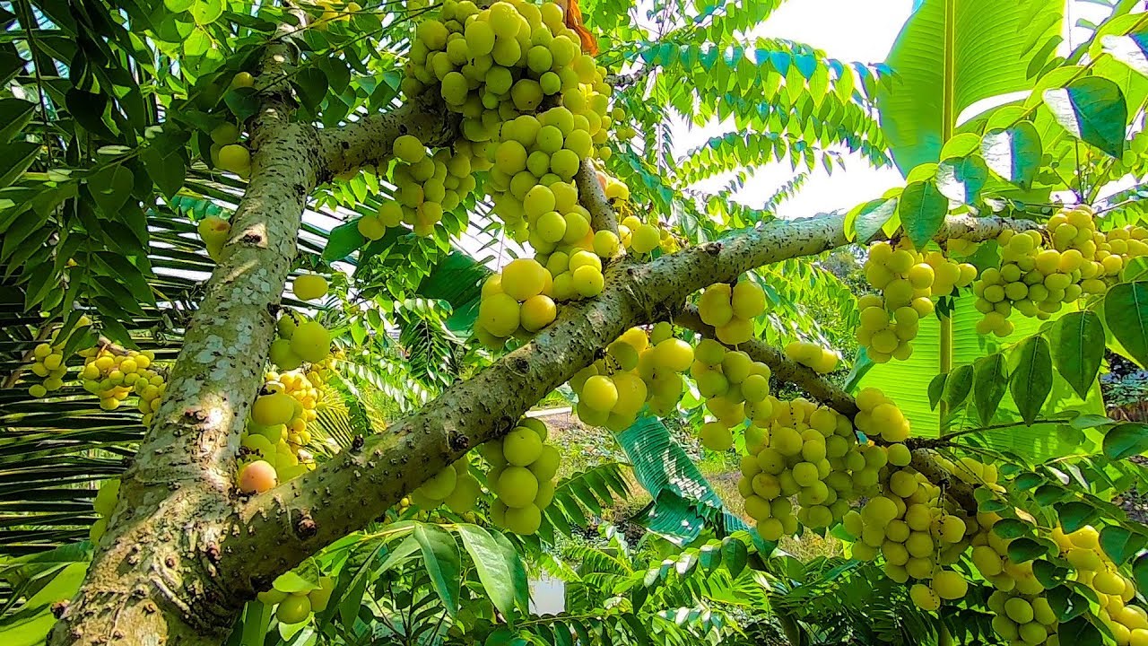 Loạt rau quả dại bỗng thành đặc sản, có loại giá 800.000 đồng/kg - 1