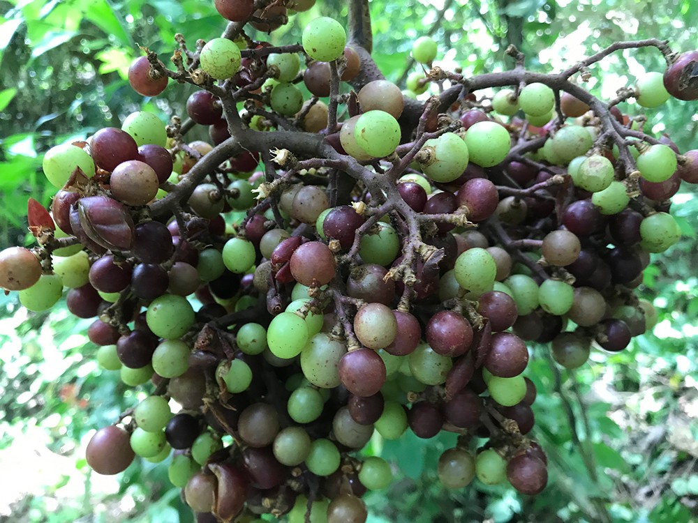 Loạt rau quả dại bỗng thành đặc sản, có loại giá 800.000 đồng/kg - 3