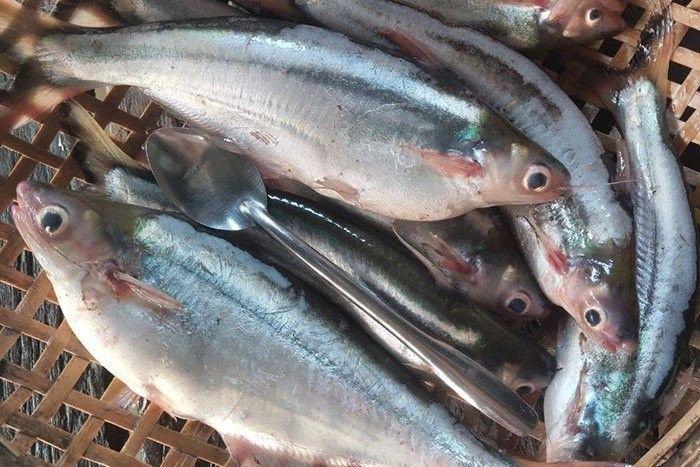 Cá xác sọc