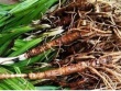 Rễ cây hoang mọc bờ rào, nay bán nửa triệu đồng/kg