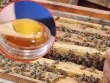 U40 bỏ phố về quê chế “mật ong thuốc”, doanh thu tiền tỷ mỗi năm