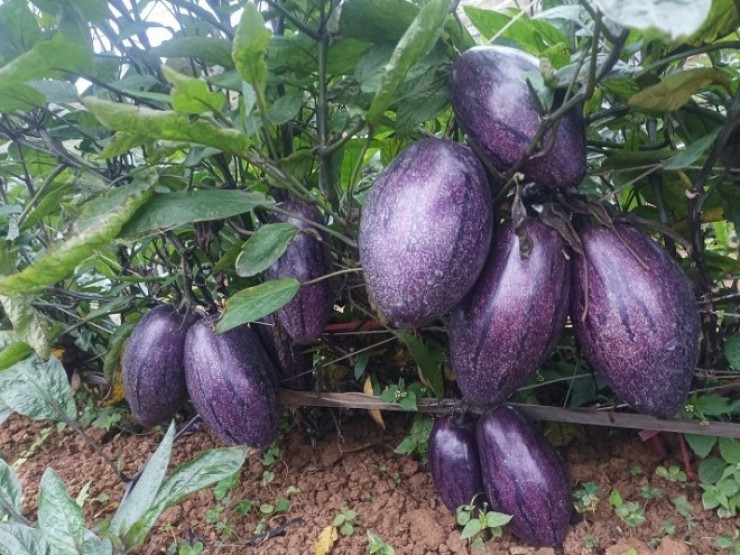 Xuất hiện loại dưa lạ trông như cà tím, giá 80 nghìn đồng/kg vẫn không đủ bán