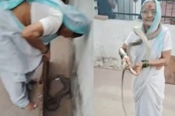 Phát hiện rắn chui vào nhà, cụ bà 70 tuổi có hành động gây sốc