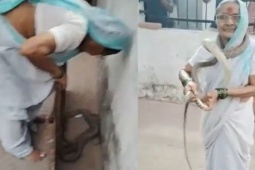 Phát hiện rắn chui vào nhà, cụ bà 70 tuổi có hành động gây sốc