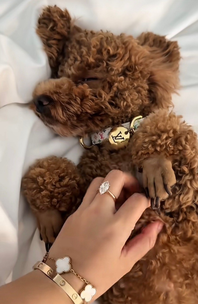 Chú chó Missy được cô nàng coi như gia đình của mình vì đã đến với cô lúc chênh vênh, khó khăn nhất. (Ảnh chụp màn hình)