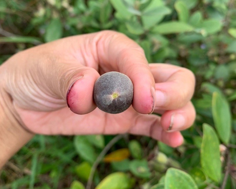 Cây sim trước đây mọc hoang dại tại vùng đồi núi, giờ thành đặc sản. (Ảnh: Hoàng Thuỷ)