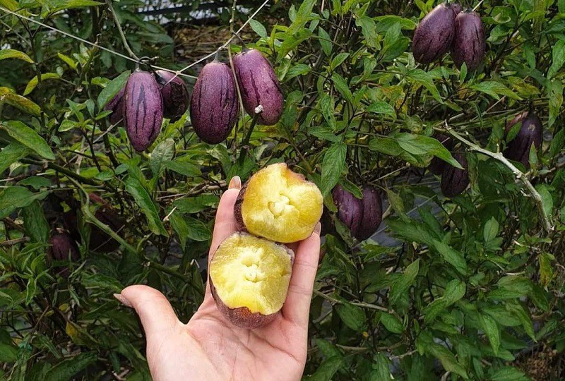 Loại dưa này được trồng thành công tại nhiều tỉnh thành ở Việt Nam vài năm gần đây. (Ảnh: Thu Hà)