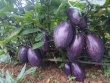 Xuất hiện loại dưa lạ trông như cà tím, giá 80 nghìn đồng/kg vẫn không đủ bán