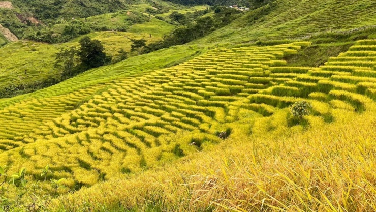 Mùa gặt trên ruộng bậc thang núi Ngọc Linh - 1