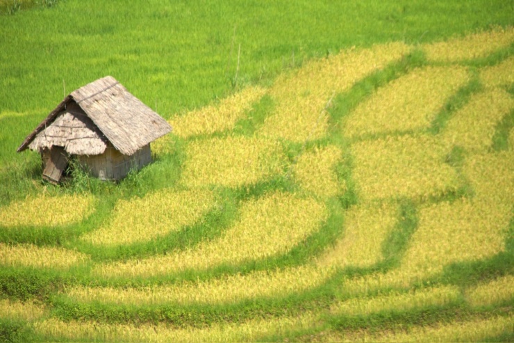 Mùa gặt trên ruộng bậc thang núi Ngọc Linh - 2