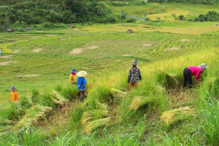 Mùa gặt trên ruộng bậc thang núi Ngọc Linh - 3