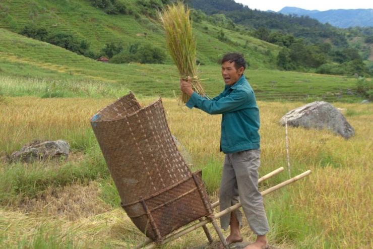 Mùa gặt trên ruộng bậc thang núi Ngọc Linh - 6
