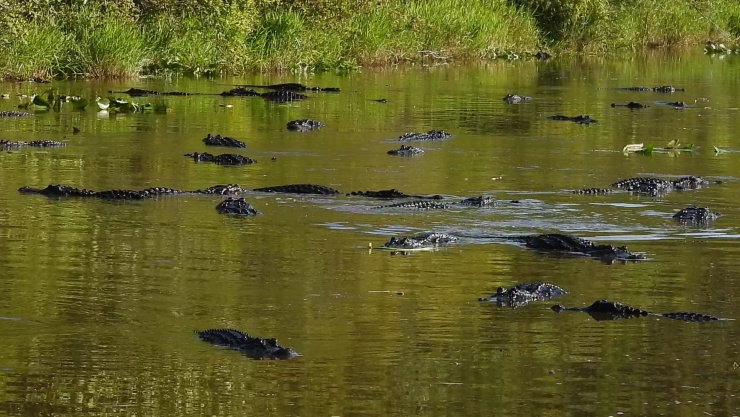 Ảnh: Stephen C. Foster State Park