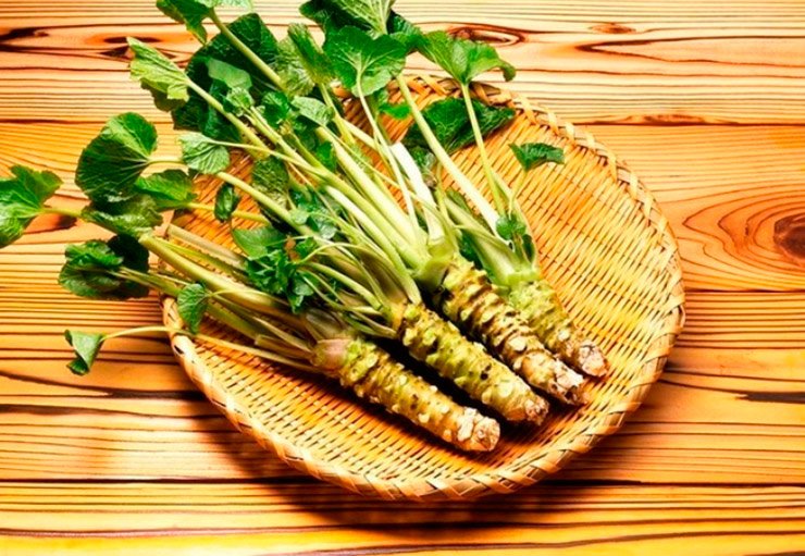 Khi nhắc đến ẩm thực Nhật Bản, không thể không kể đến wasabi – thứ gia vị có vị cay nồng đặc trưng thường đi kèm với sushi và sashimi. 
