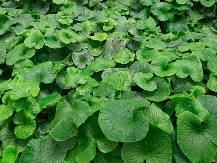 Loại củ đắt đỏ bậc nhất thế giới, Việt Nam cũng trồng được, 18 tháng nhổ bán 6 triệu đồng/kg