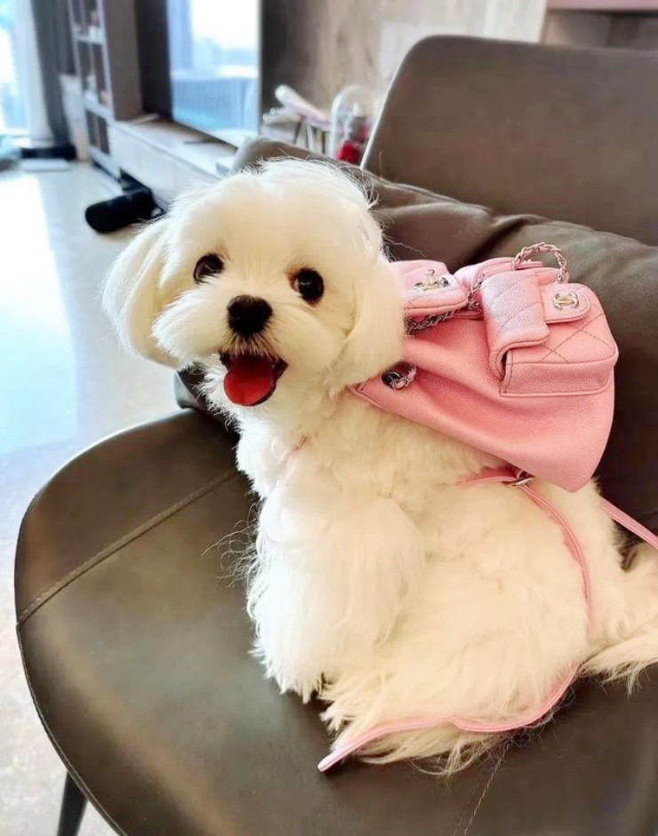 Chú chó cưng mà cô Thẩm và bạn trai từng nuôi chung