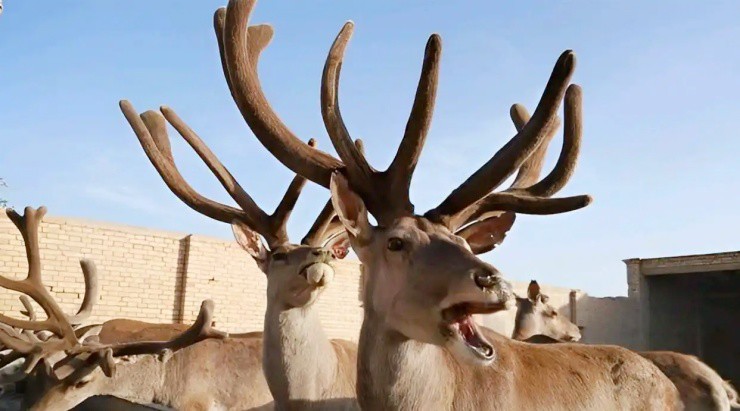 Kiếm hàng chục tỷ/năm nhờ nuôi loài “khó đẻ, dễ chết” - 2