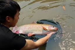 Những loài cá là  đặc sản bạc triệu  tại Việt Nam, được săn lùng, luôn cháy hàng