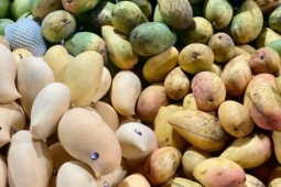 Tiểu thương tiết lộ về nguồn gốc của loại xoài vàng ươm, thơm nức đang bán đầy chợ Việt