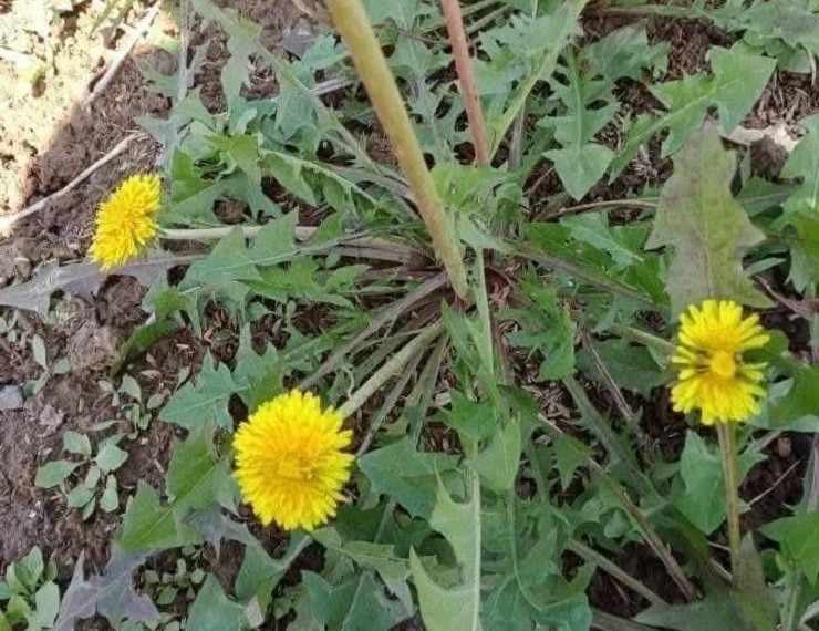 Đắt đỏ nhất lên đến cả triệu đồng/kg là một loại bồ công anh “lạ” khác, đó là bồ công anh lùn.
