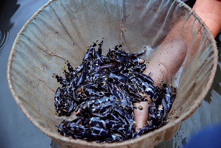 Giá cá chốt chuột thịt hiện nay là 400.000 đồng/kg, còn cá chốt chuột con (cá còn nhỏ) là 15.000 đồng/con. Nhờ hồi sinh loài cá này, một số hộ dân đã có thêm nguồn thu nhập ổn định.&nbsp;
