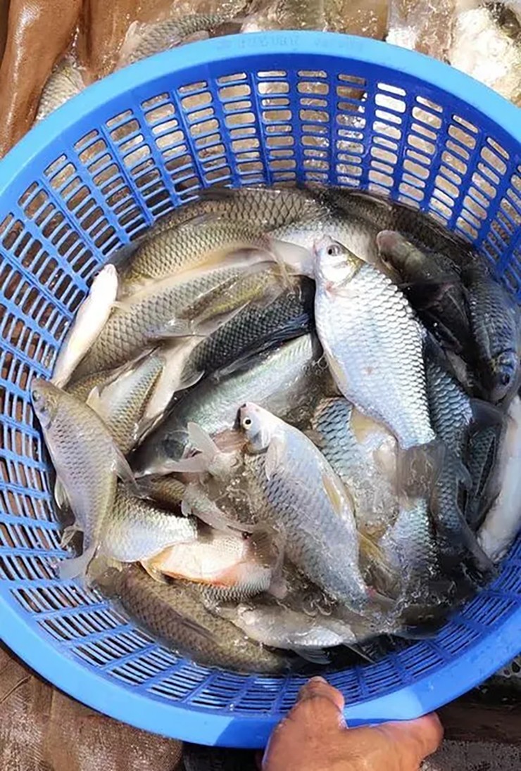 Ở Việt Nam, cá mè vinh từng có thời điểm vô cùng khan hiếm, dường như biến mất hoàn toàn. Nguyên nhân được cho là vì cá mè vinh bị săn bắt quá nhiều, người nuôi lại thiếu kiến thức trong chăm sóc chúng.
