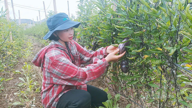 Dưới tán dưa Pepino, chị Hà trồng các loại cây dược liệu như bồ công anh, húng bạc hà và các loại cây thảo dược theo hướng hữu cơ nhằm hỗ trợ điều trị các loại bệnh theo phương pháp dân gian.