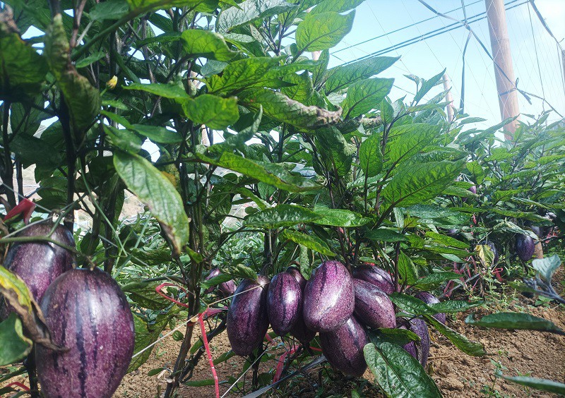 Dưa hấu Nam Mỹ nhìn trông như cà tím được chị Hà trồng thành công tại nông trại của mình.