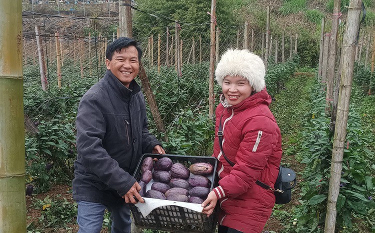 Dưa hấu Nam Mỹ tại trang trại chị Hà được trồng theo hướng hữu cơ, được nhiều người đến tận vườn mua.